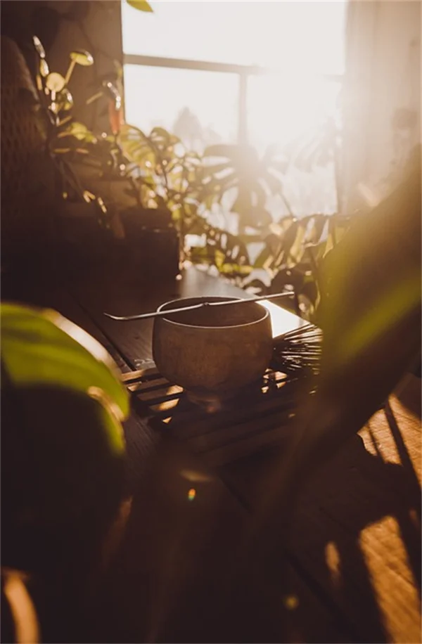 Wound Healing Plants: 7 Go-To Herbs for Cuts and Burns