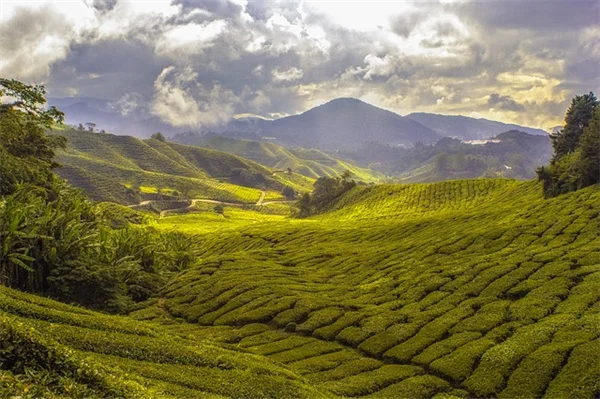 4 Desert Plant Pests That Plague Southwestern Gardens