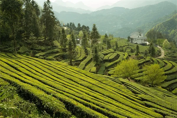 How to Stop 2 Worst Invasive Vines in the Pacific Northwest